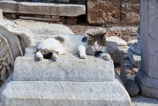 石堆上休憩的可爱猫咪