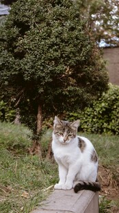 户外石上的可爱猫咪