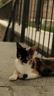 三色猫咪惬意趴卧