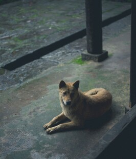 雨中静卧的棕色流浪狗