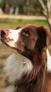 仰望的边境牧羊犬