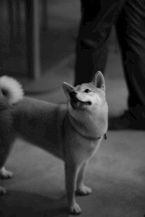 可爱柴犬站立模样