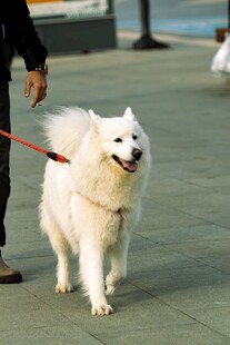 海边遛萨摩耶犬