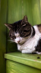 慵懒猫咪趴于绿色平台