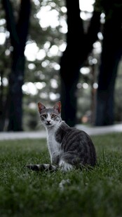 草地上的可爱猫咪