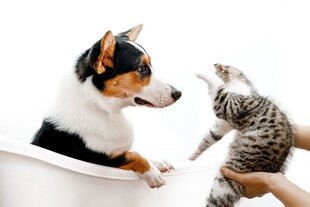 狗狗猫咪互动温馨瞬间