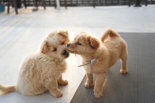 两只幼犬亲昵互动瞬间