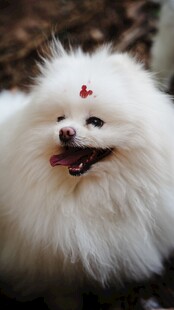 可爱博美犬头顶小红心