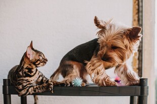猫咪与约克夏同框玩耍