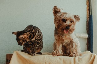 猫咪与小狗同框的温馨画面