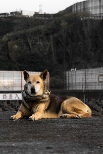 趴着的棕黑相间狗狗