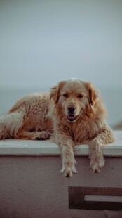 趴在窗台的可爱金毛犬