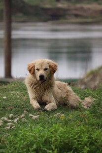 草地上的可爱金毛幼犬