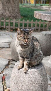 石墩上的猫咪