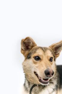 可爱微笑的混种犬
