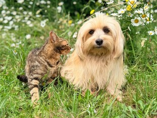 猫咪与小狗的草地时光
