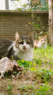 草丛中的可爱猫咪