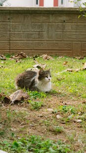 草地上休憩的两只猫咪