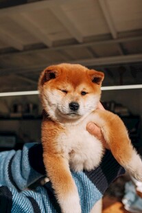 可爱柴犬被温柔抱在怀中