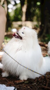 可爱白犬被牵引于户外