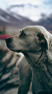 凝望远方的金毛犬