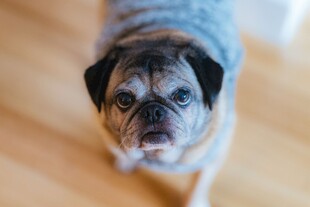 可爱巴哥犬的呆萌瞬间