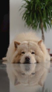 趴着的松狮犬