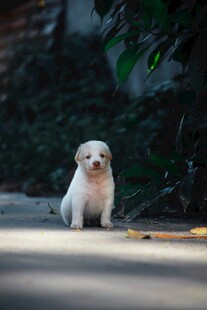 可爱小白狗蹲坐于路边
