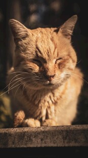 慵懒橘猫惬意休憩