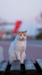 长椅上的可爱猫咪