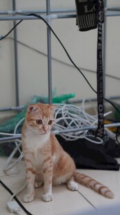 橘猫坐在杂乱线缆旁