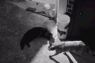 两只猫咪亲昵互动场景