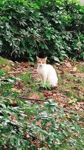 草丛中的白色猫咪