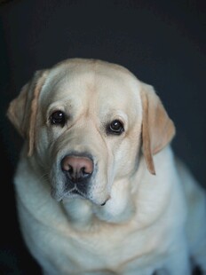 可爱拉布拉多犬正面照
