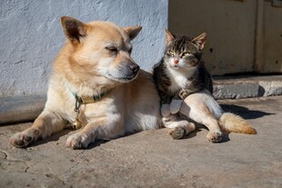 猫狗依偎的温馨瞬间