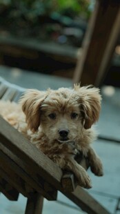 可爱小狗趴在木质平台上