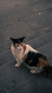 三色猫咪蹲坐地面