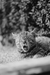 打哈欠的猫咪