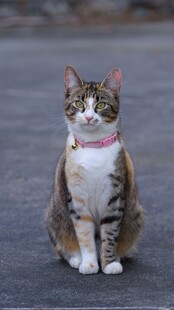 戴项圈的三色猫咪