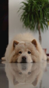 趴着的可爱松狮犬