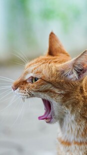 张嘴怒吼的橘猫