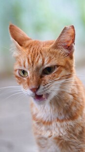张嘴的橘猫