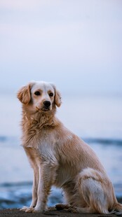 海边的金毛犬