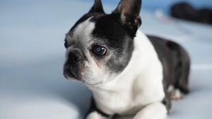 可爱波士顿梗犬安静趴卧