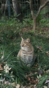 草丛中的猫咪