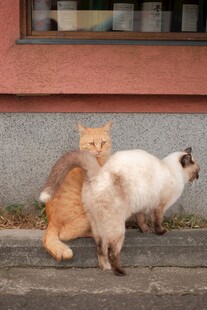 两只猫咪在户外的场景