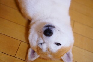 仰头卖萌的可爱柴犬