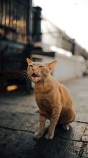 街头橘猫张嘴似在叫唤