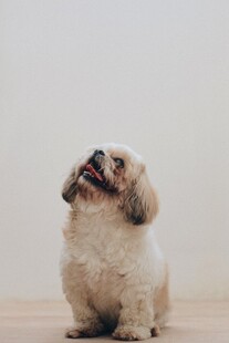 可爱小狗抬头望