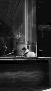 窗边猫咪的惬意时光